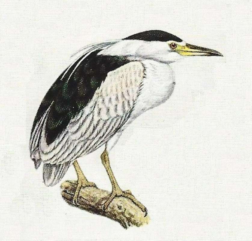 Sitting On Branch<br>(Origin of the Specimen: Color Painting)