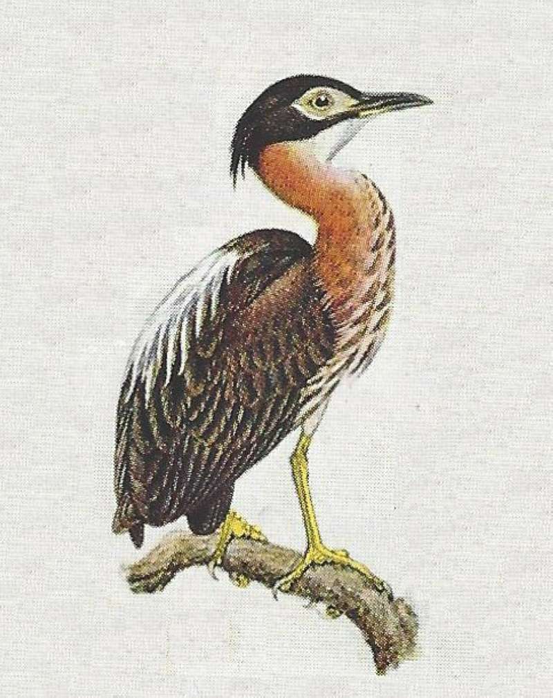 Side View on Branch<br>(Origin of the Specimen: Color Painting)