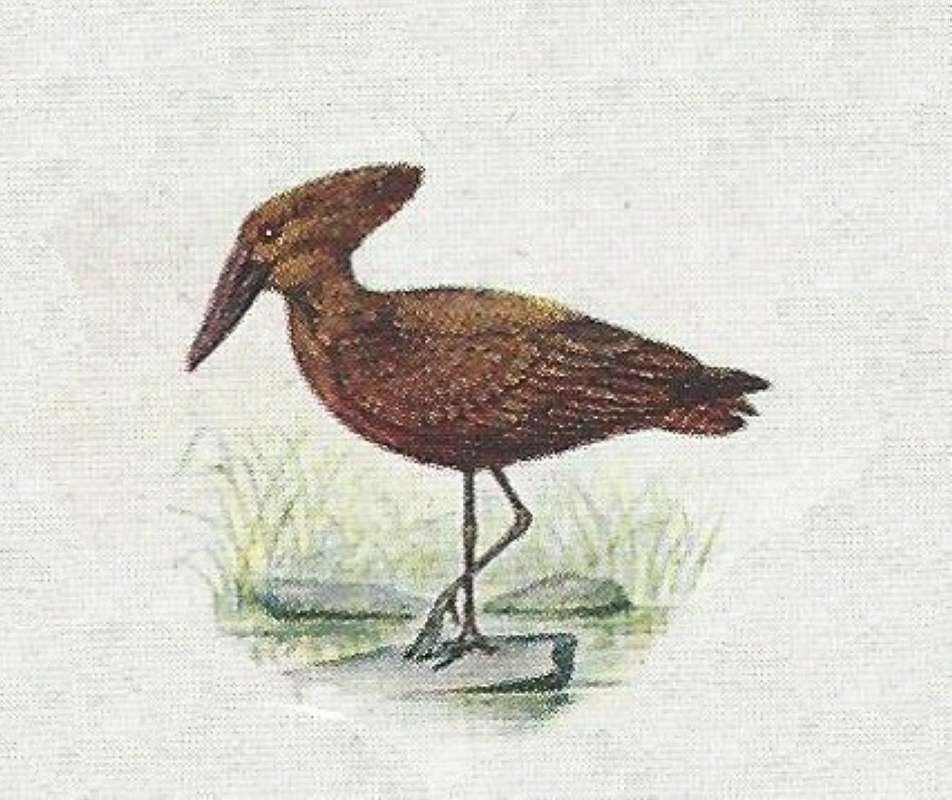 Side View of Standing<br>(Origin of the Specimen: Color Painting)