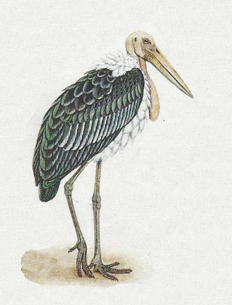 Side View Standing<br>(Origin of the Specimen: Color Painting)