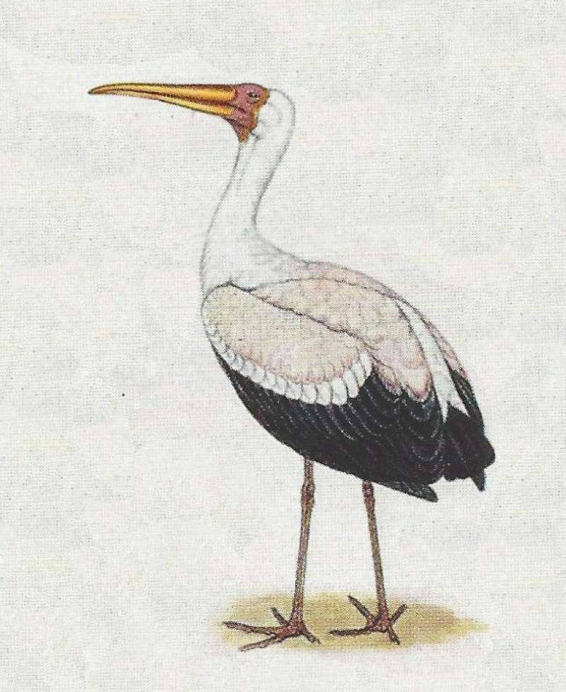 Side View - Facing Left<br>(Origin of the Specimen: Roberts - Painting)
