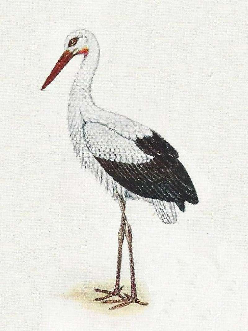 Standing - Looking Left<br>(Origin of the Specimen: Color Painting)