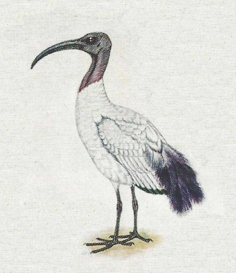 Standing - Facing Left<br>(Origin of the Specimen: Color Painting)