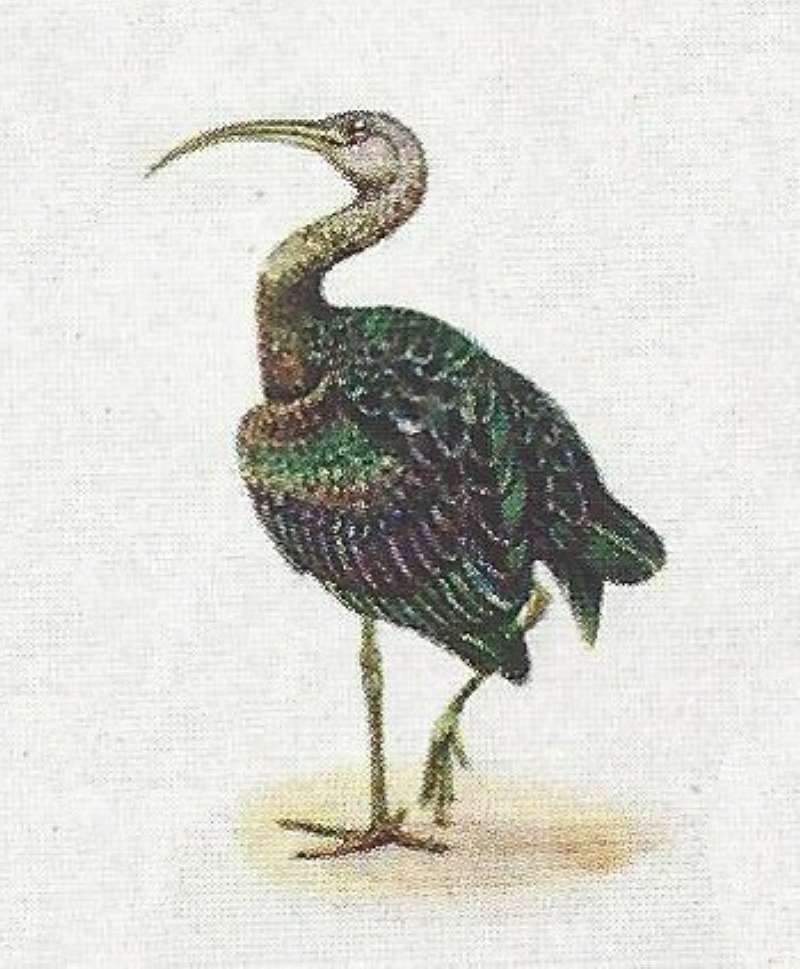 Standing - Facing Left<br>(Origin of the Specimen: Color Painting)