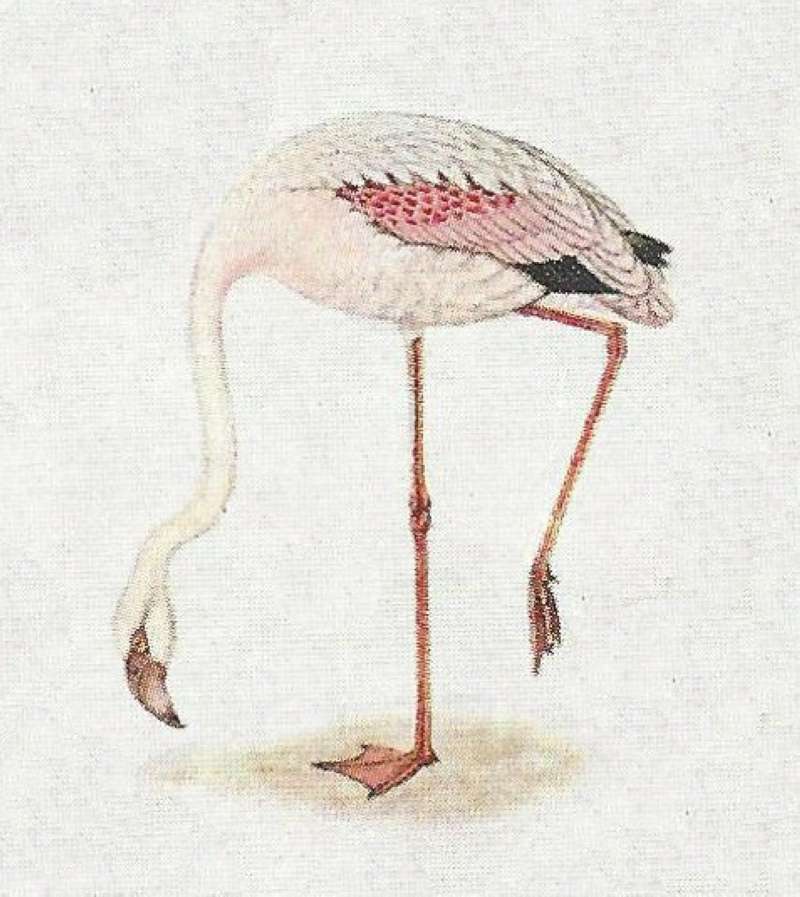 Standing on One Foot - Head Down<br>(Origin of the Specimen: Color Painting)