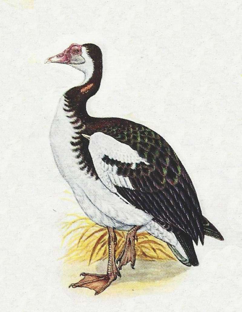 Side View Standing<br>(Origin of the Specimen: Color Painting)