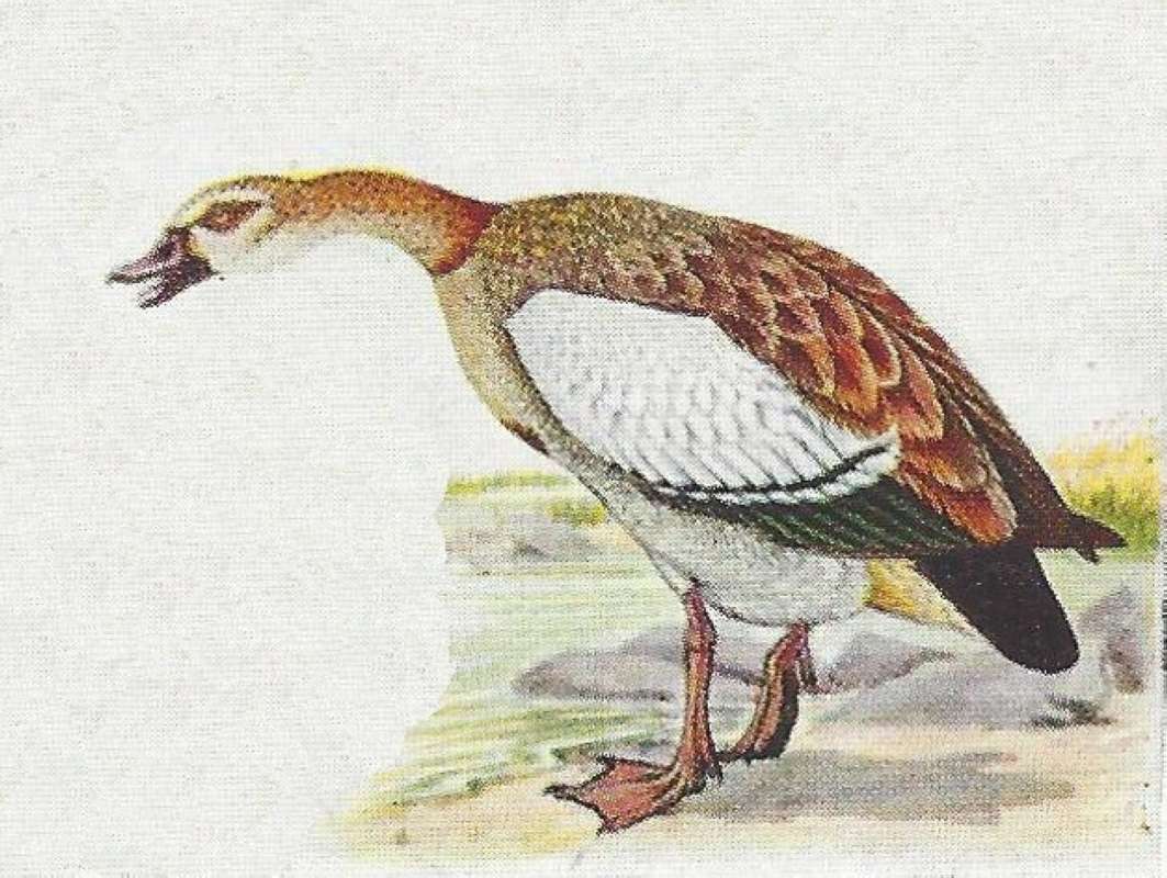 Standing - Neck Extended<br>(Origin of the Specimen: Color Painting - African Bird Book)