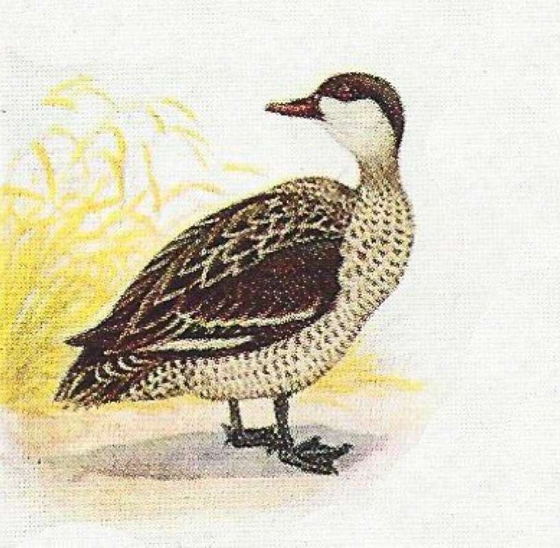 Standing - Twisted Neck<br>(Origin of the Specimen: Color Painting)