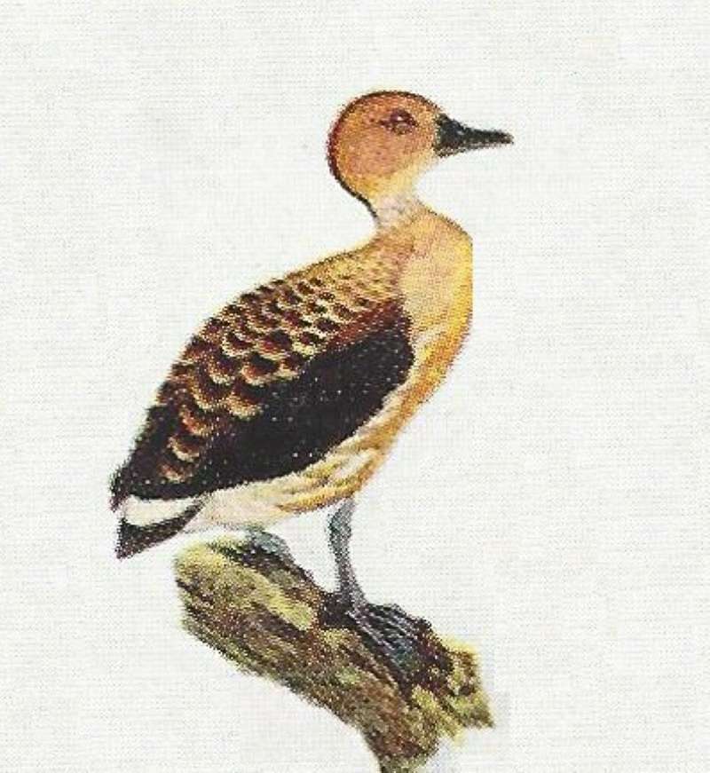 Standing on Log<br>(Origin of the Specimen: Color Painting)