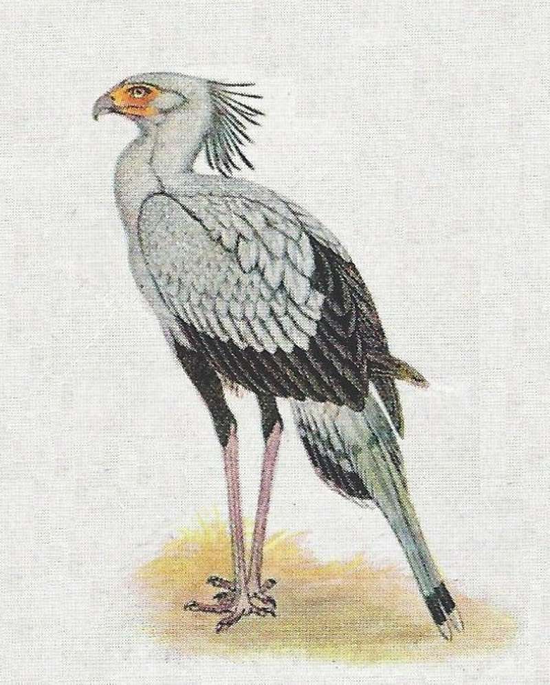 Standing on Ground - Angle View<br>(Origin of the Specimen: Color Painting)