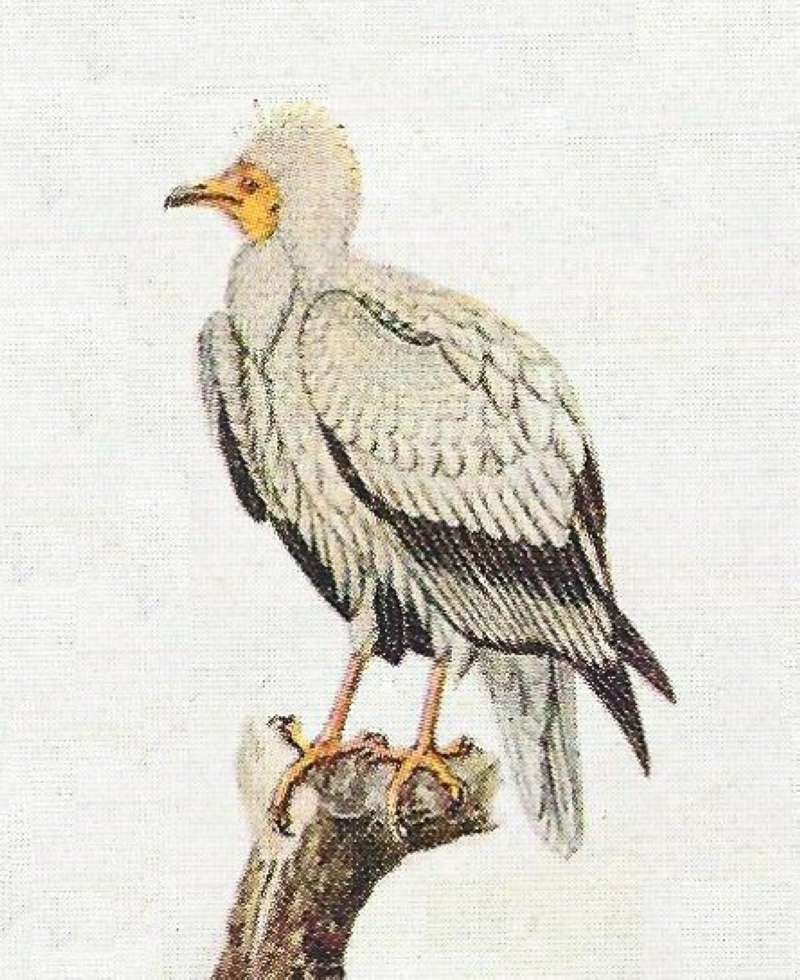 Perched on Dead Tree Limb<br>(Origin of the Specimen: Color Painting - Adult)