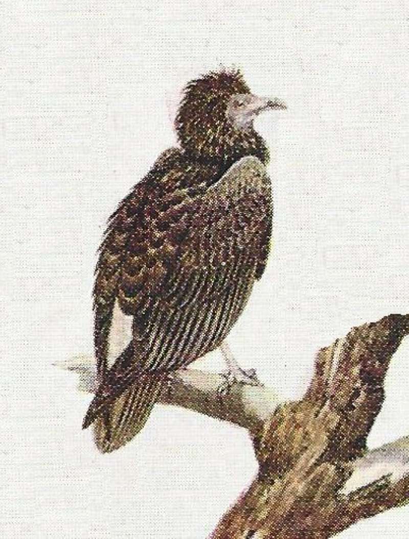 Young Perched on Dead Tree Limb<br>(Origin of the Specimen: Color Painting - Young)