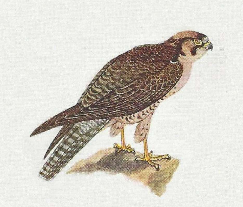 Side View on Rock<br>(Origin of the Specimen: Color Painting)