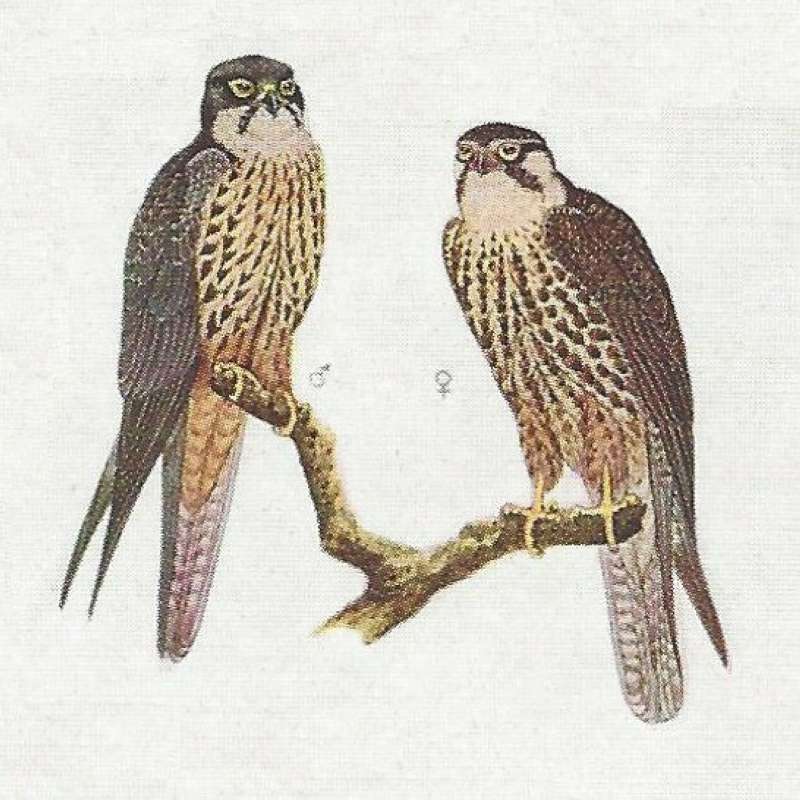 Pair - Male on Left<br>(Origin of the Specimen: Color Painting)