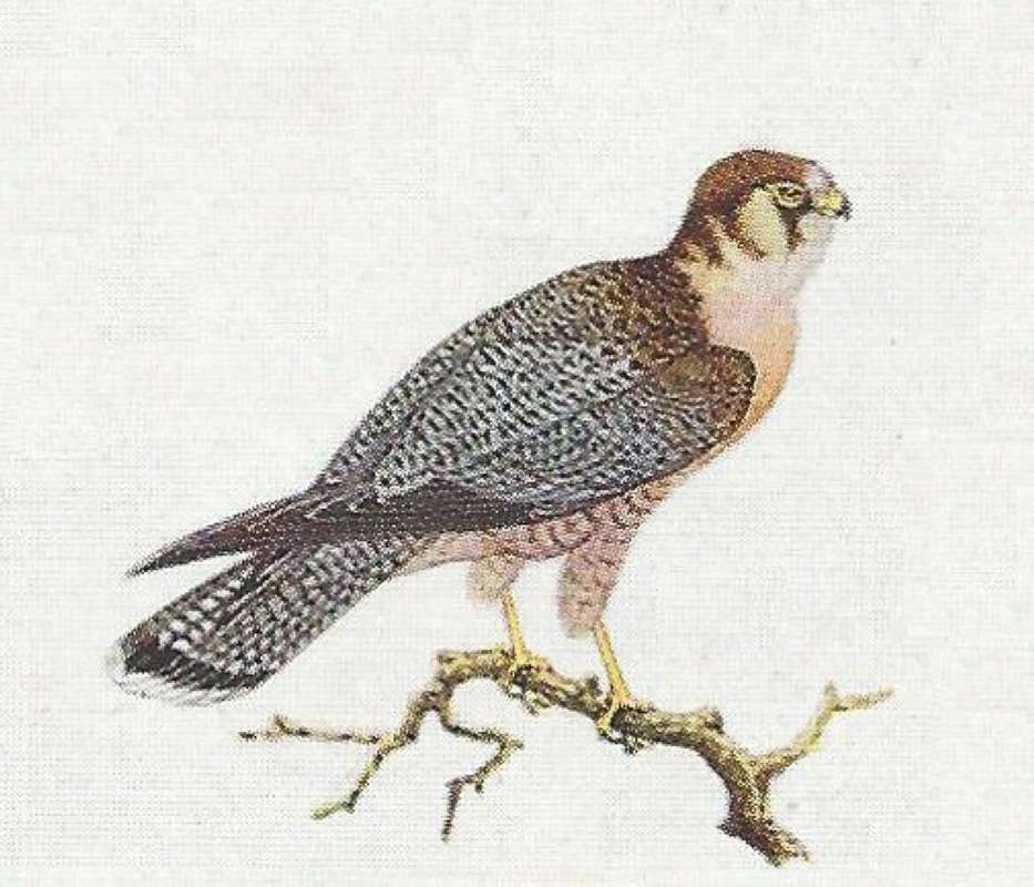On Twig - Side View<br>(Origin of the Specimen: Color Painting)