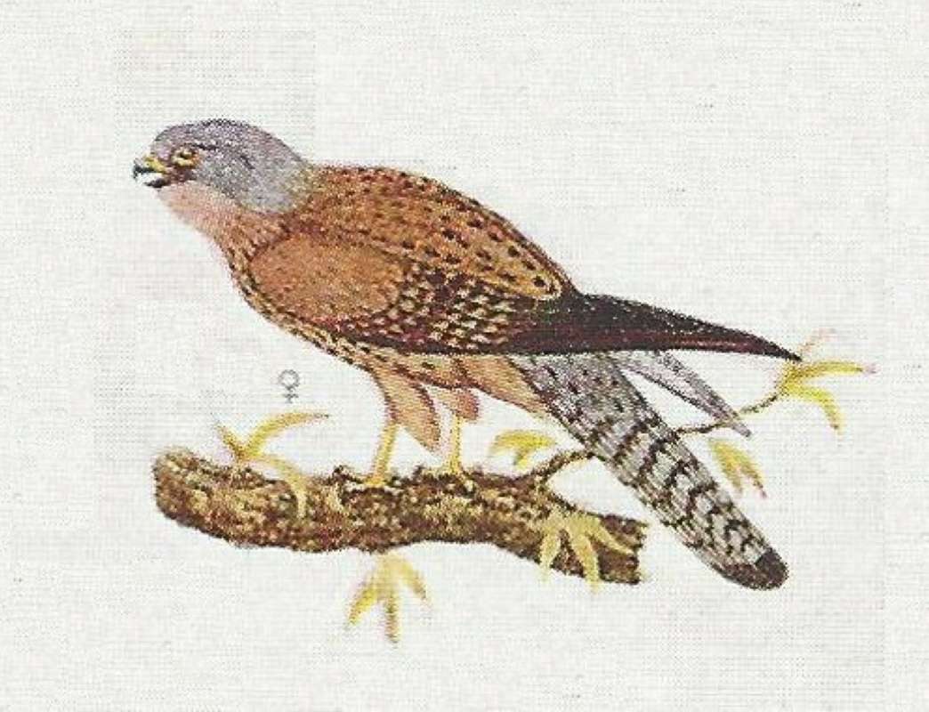 Female<br>(Origin of the Specimen: Color Painting-rhodesi)