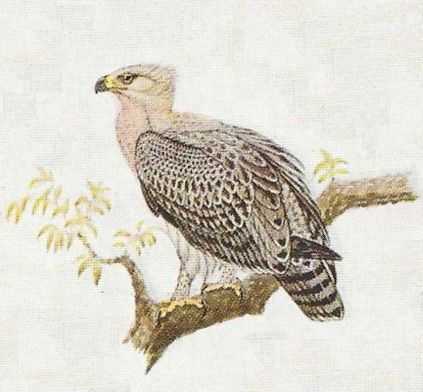 Rear - Angle View<br>(Origin of the Specimen: Color Painting)