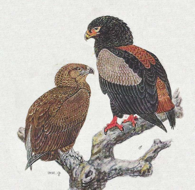 Young on Lower Left<br>(Origin of the Specimen: Color Painting)