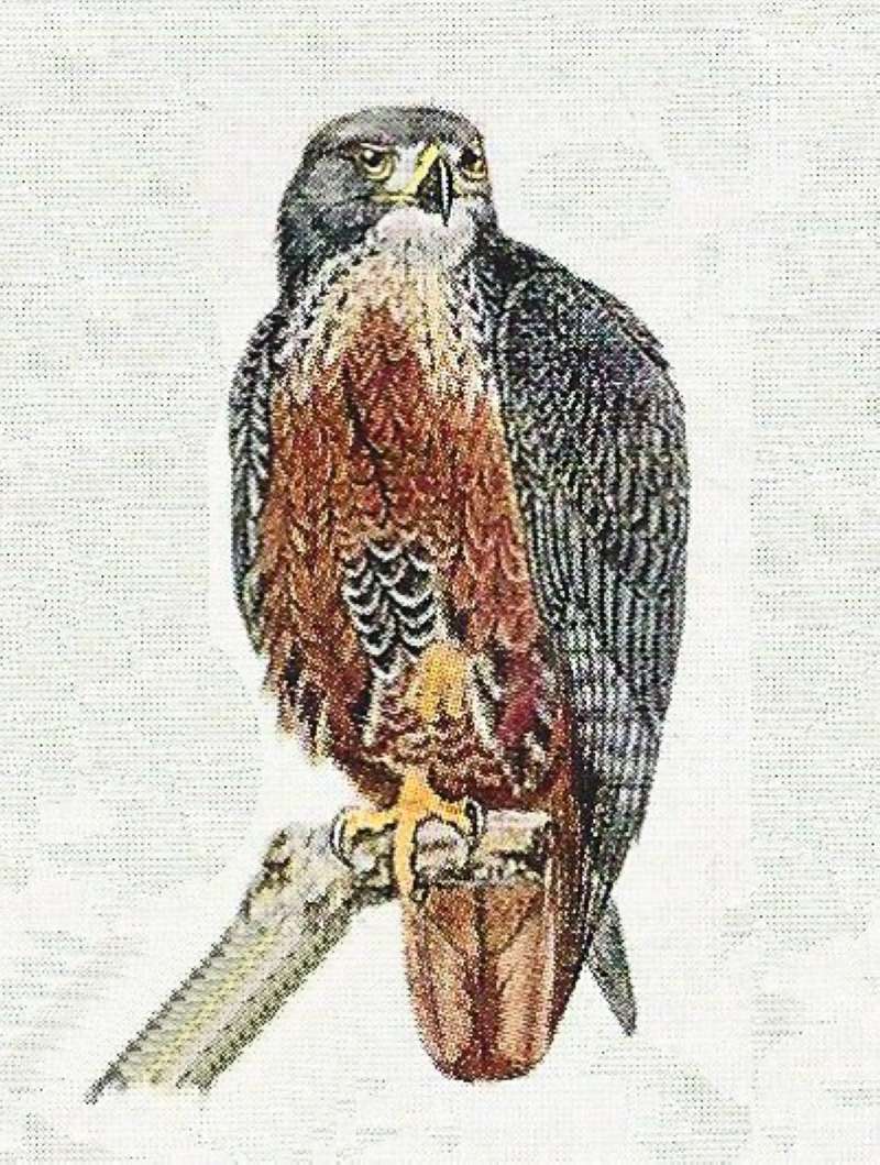 Front View Showing Red Breast<br>(Origin of the Specimen: Color Painting)