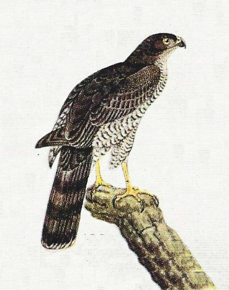 Female - On Tree Limb<br>(Origin of the Specimen: Color Painting)