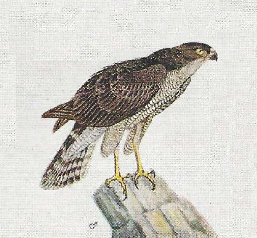Male - On Rock Ledge<br>(Origin of the Specimen: Color Painting)