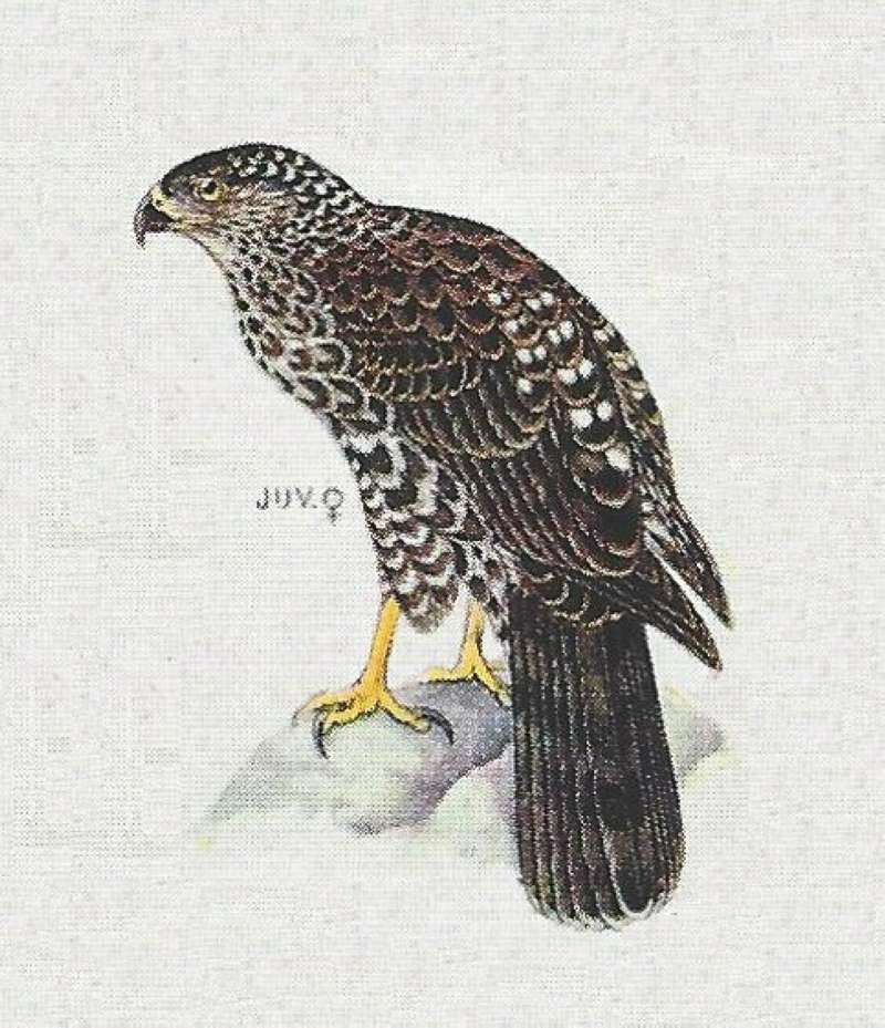 Young - On Stone<br>(Origin of the Specimen: Color Painting)