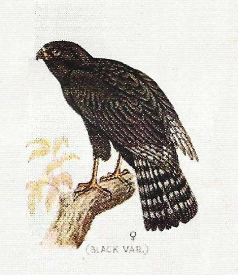Black (Dark) Female on Branch<br>(Origin of the Specimen: Color Painting)