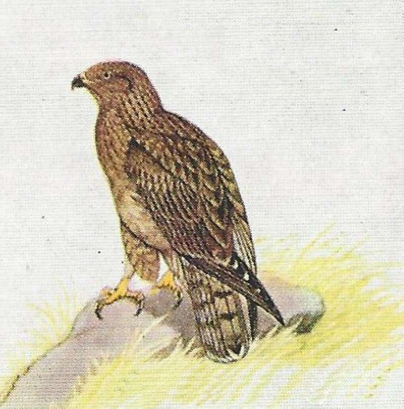 On Rock - Angle View<br>(Origin of the Specimen: Color Image)
