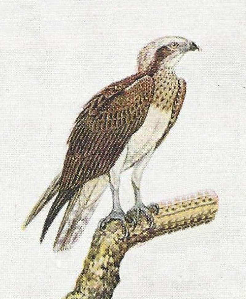 Perched on Branch<br>(Origin of the Specimen: Color Painting)