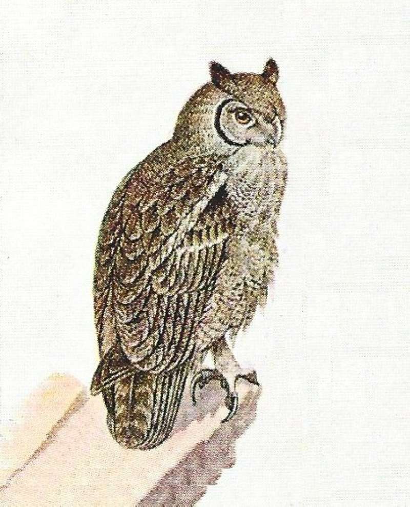 Angle View<br>(Origin of the Specimen: Color Painting)