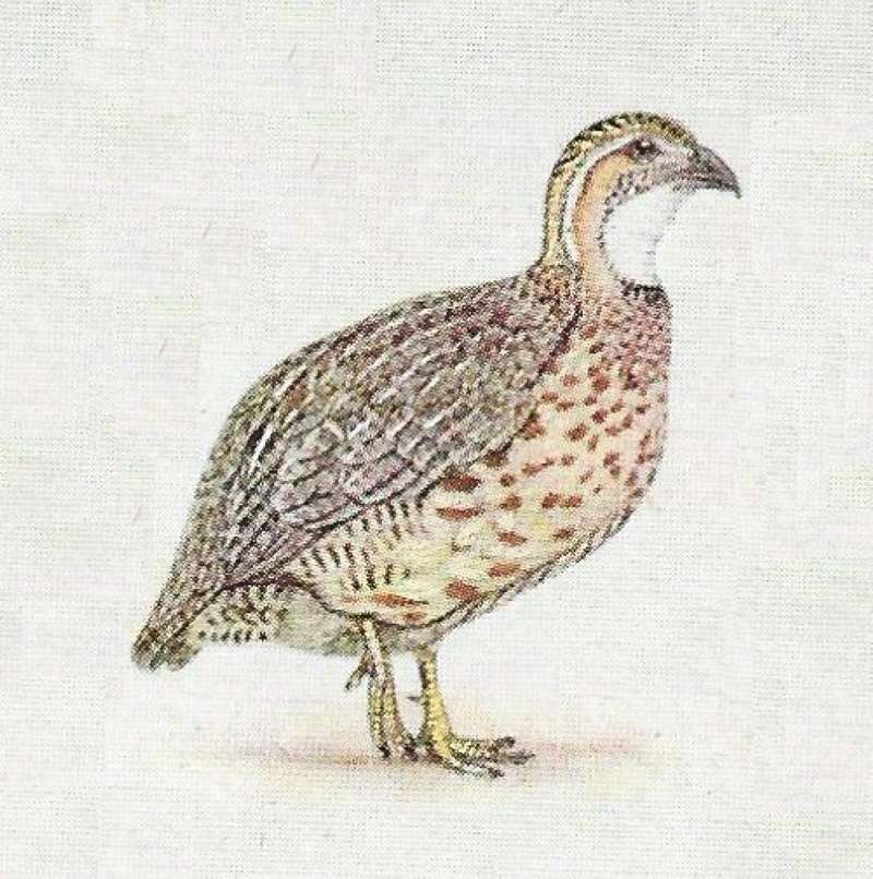 On Ground Facing Right - Pallidior<br>(Origin of the Specimen: Color Painting)