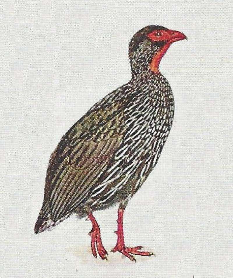 Form krebsi - Can not Trace this Form<br>(Origin of the Specimen: Color Painting)