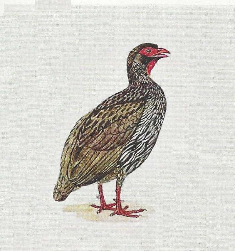 Form notatus - No Longer a Valid Form<br>(Origin of the Specimen: Color Painting)