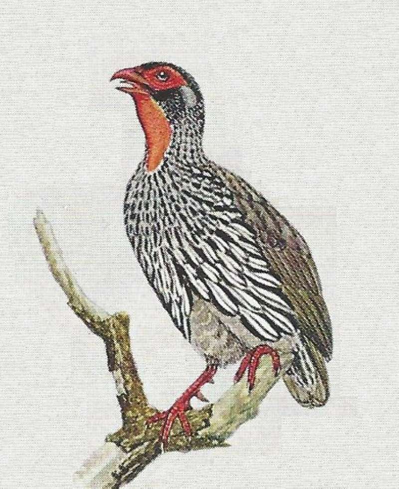 Form lehmanni - No Longer a Valid Form<br>(Origin of the Specimen: Color Painting)