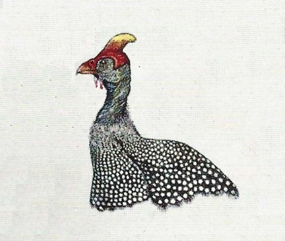 View of Head and Shoulders - form limpopoensis<br>(Origin of the Specimen: Color Painting)