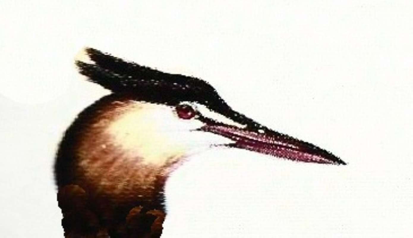 Head View<br>(Origin of the Specimen: Painting)