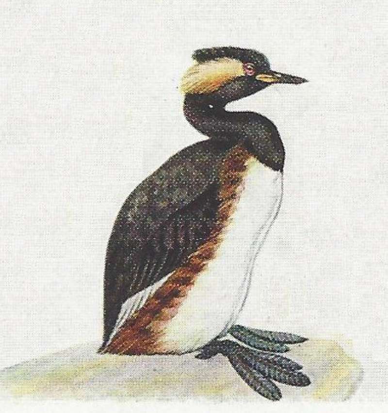 Side View Showing Feet. Ssp  gurneyi<br>(Origin of the Specimen: Color Painting)