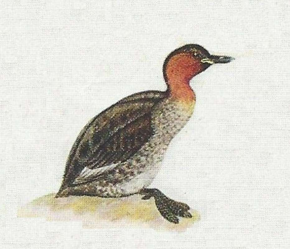 Sitting - Showing Foot<br>(Origin of the Specimen: Color Painting)