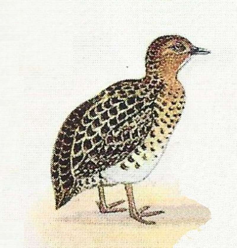 Side View on Ground - Showing Breast<br>(Origin of the Specimen: Color Painting)