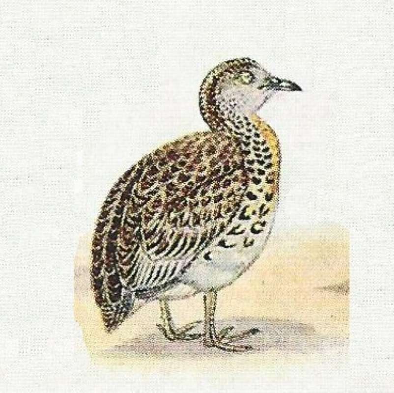 On Ground Facing Right - Ssp lepurana<br>(Origin of the Specimen: Color Painting)