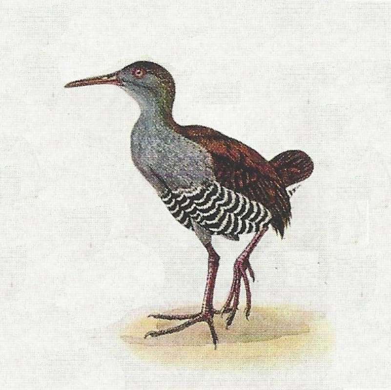 Standing - Front View - One Leg Up<br>(Origin of the Specimen: Color Painting)