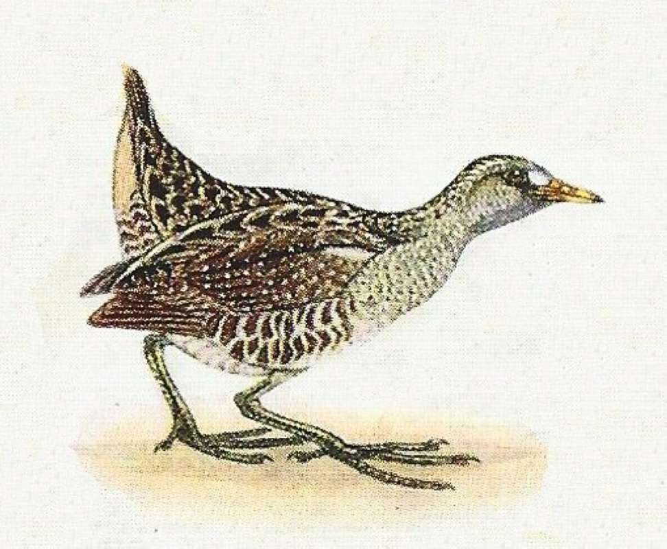 On Ground Facing Right<br>(Origin of the Specimen: Color Painting)