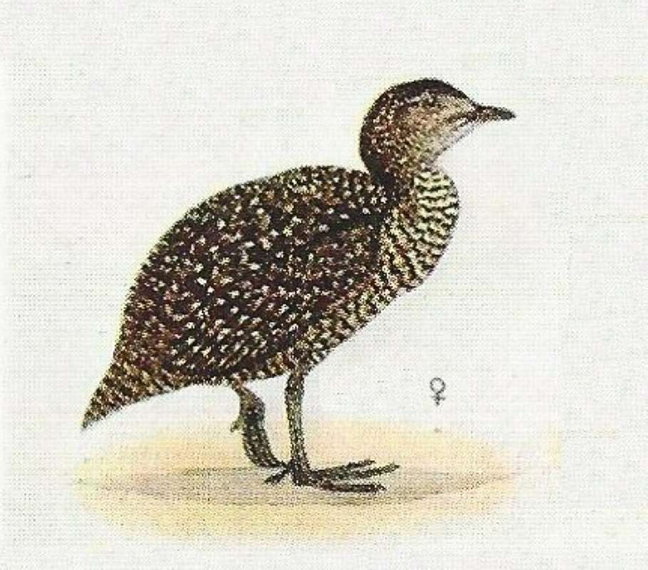 Female - On Ground - Facing Left<br>(Origin of the Specimen: Color Painting)