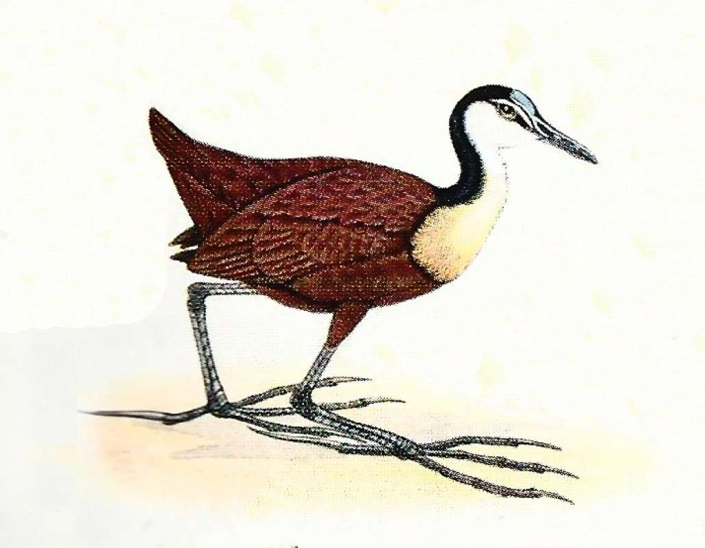 Standing - Facing Right - Showing Long Toes<br>(Origin of the Specimen: Color Painting)