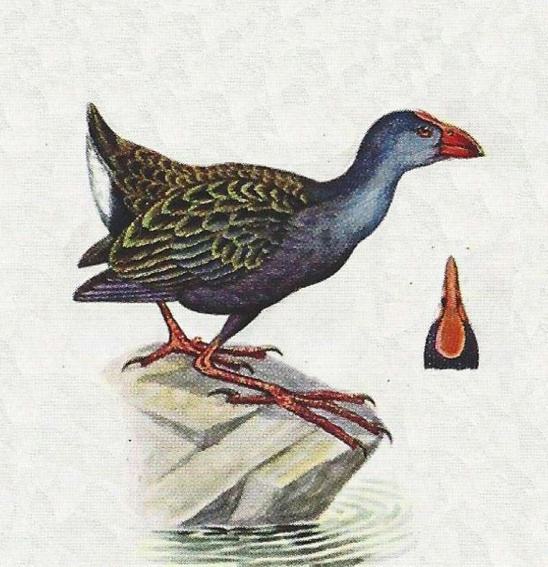 Standing on Rock<br>(Origin of the Specimen: Color Painting)