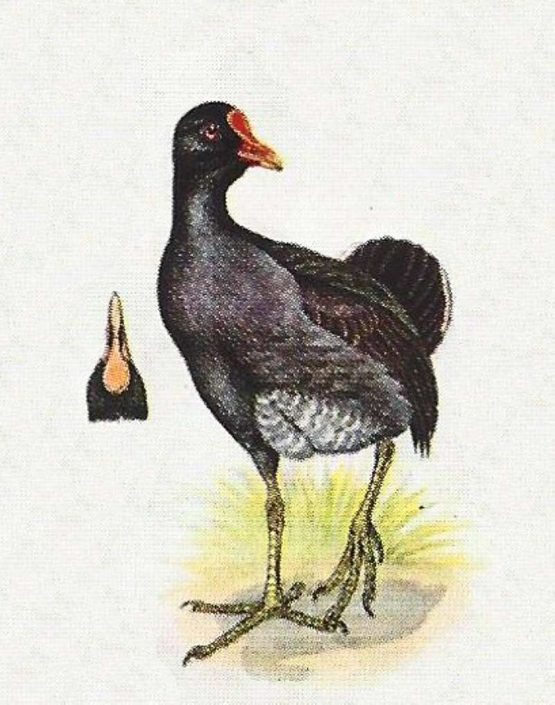 Front View - Showing Breast<br>(Origin of the Specimen: Painting ssp meridionalis)