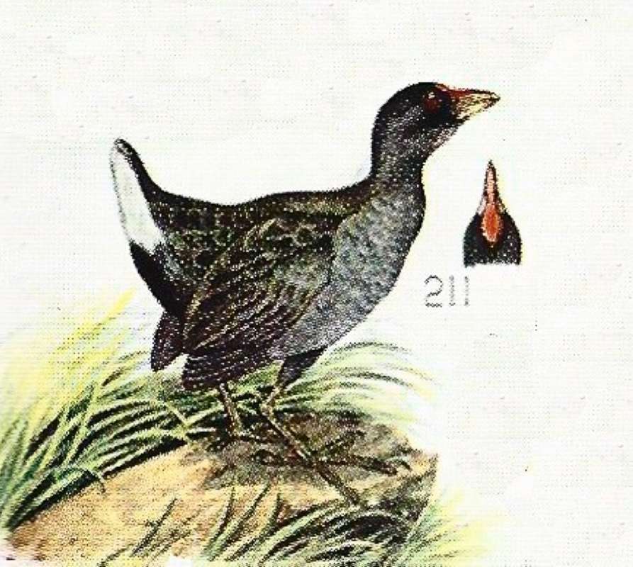 On Rock -  Looking UP<br>(Origin of the Specimen: Color Painting)