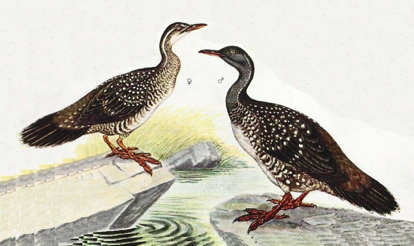 Pair - On Different Rocks<br>(Origin of the Specimen: Color Painting)