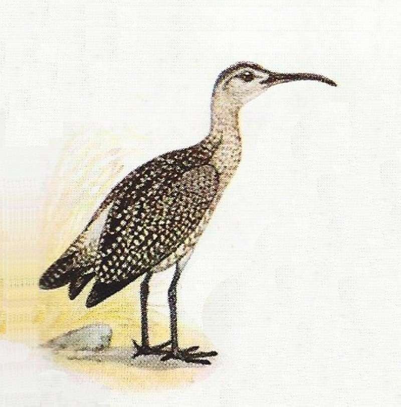 On Ground Facing Left<br>(Origin of the Specimen: Color Painting)