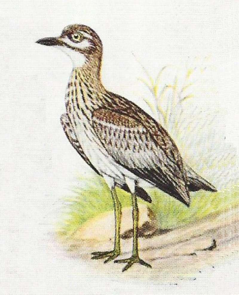 On Ground Facing Left<br>(Origin of the Specimen: Color Painting)